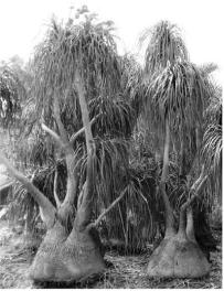 pagenumber_ebook=274,pagenumber_book=274