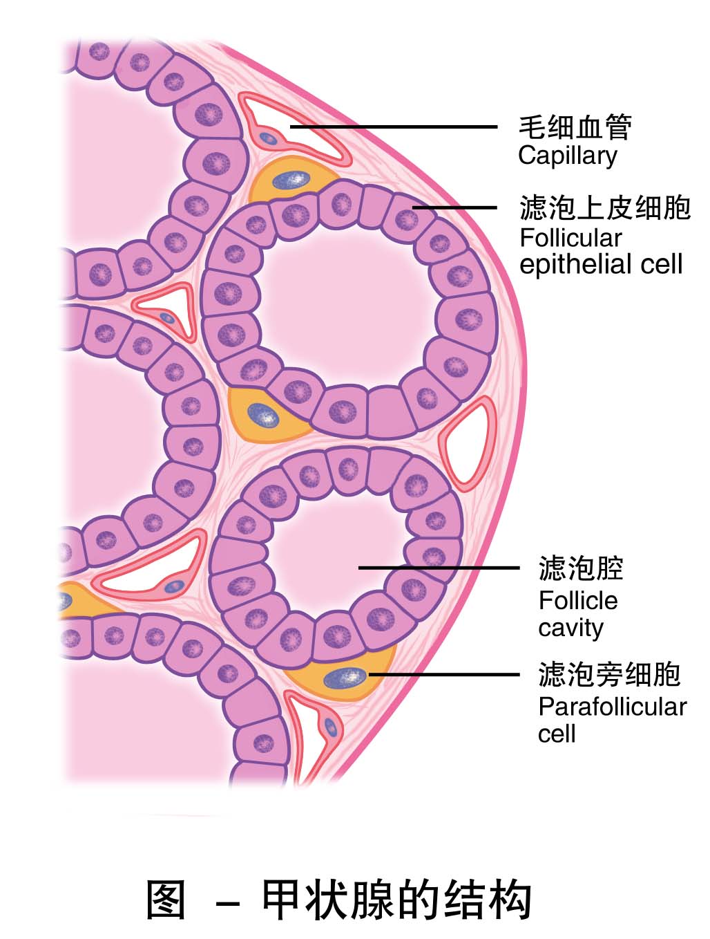 7-甲状腺的结构示意图.jpg