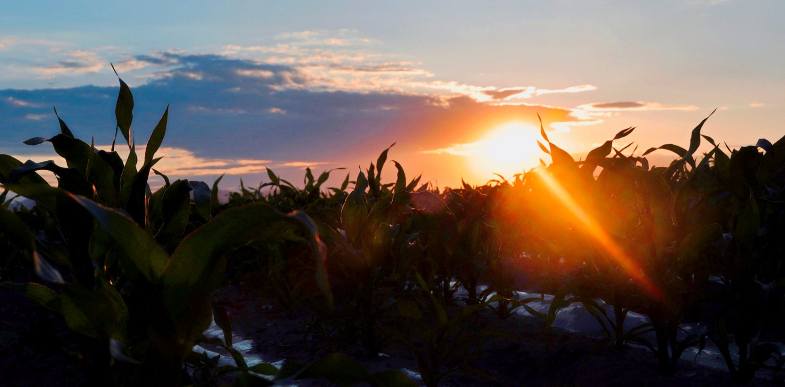 《东方日出万物苏5》王秀英摄影,拍摄于2015年6月,电话15503542786