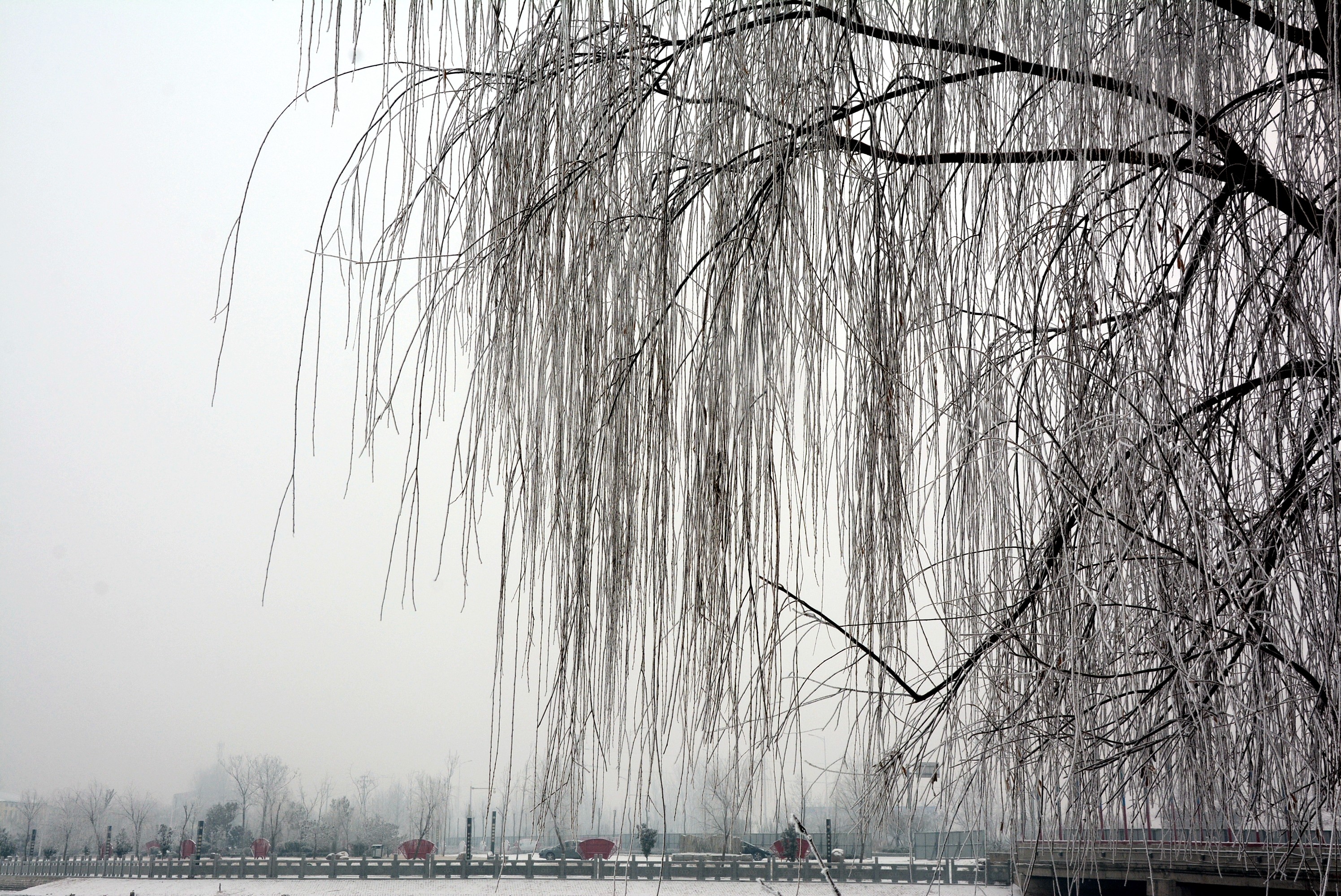 张跃军《西湖垂柳》13939398930(1) 张跃军《西湖垂柳》13939398930(1).jpg