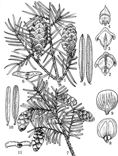 图13 长苞铁杉Tsuga longibracteata和铁杉Tsuga chiensis