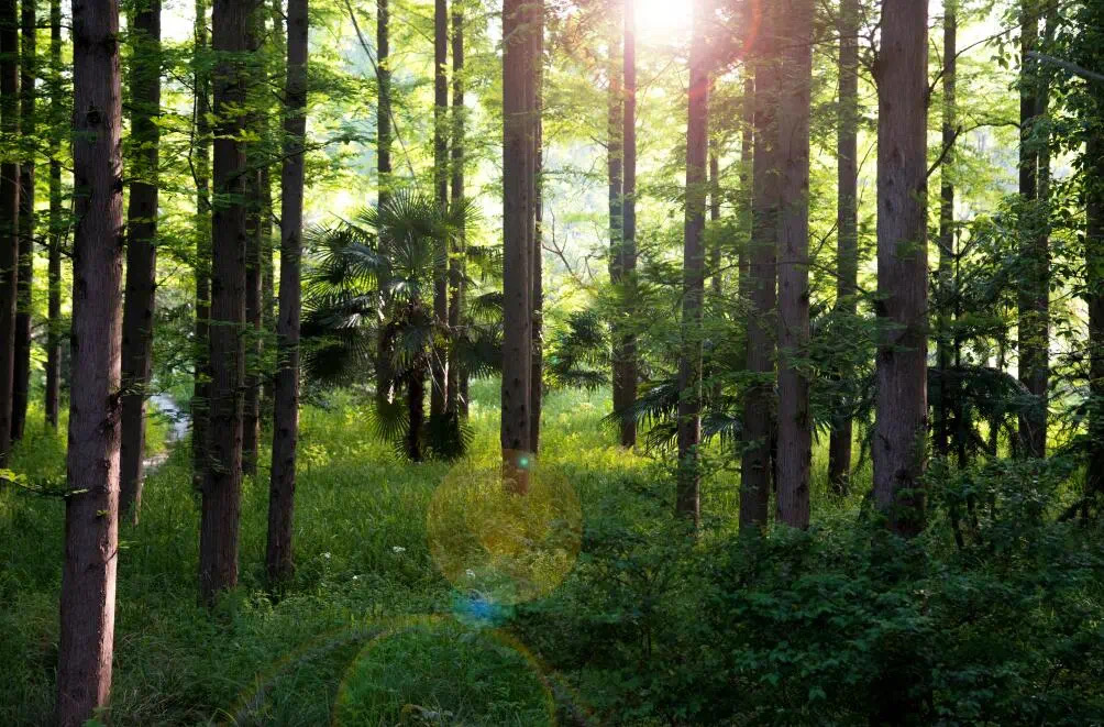 IMG_0225(20210105-090650) IMG_0225(20210105-090650).jpg?v=1762126995804