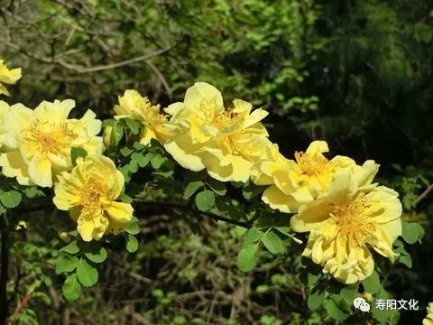 微信图片_20230329170920 微信图片_20230329170920.jpg