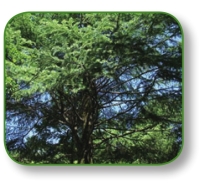 pagenumber_ebook=311,pagenumber_book=298