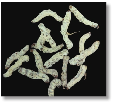 pagenumber_ebook=245,pagenumber_book=232