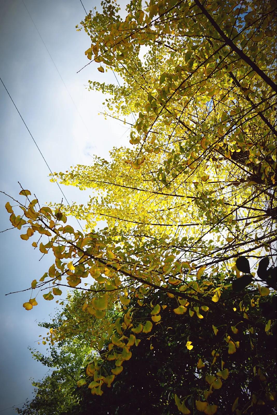 微信图片_20201124234045