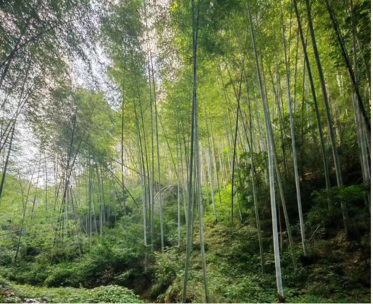 微信图片_20241213165648 微信图片_20241213165648.jpg