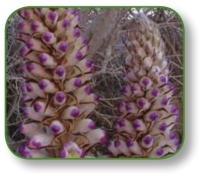 pagenumber_ebook=266,pagenumber_book=253