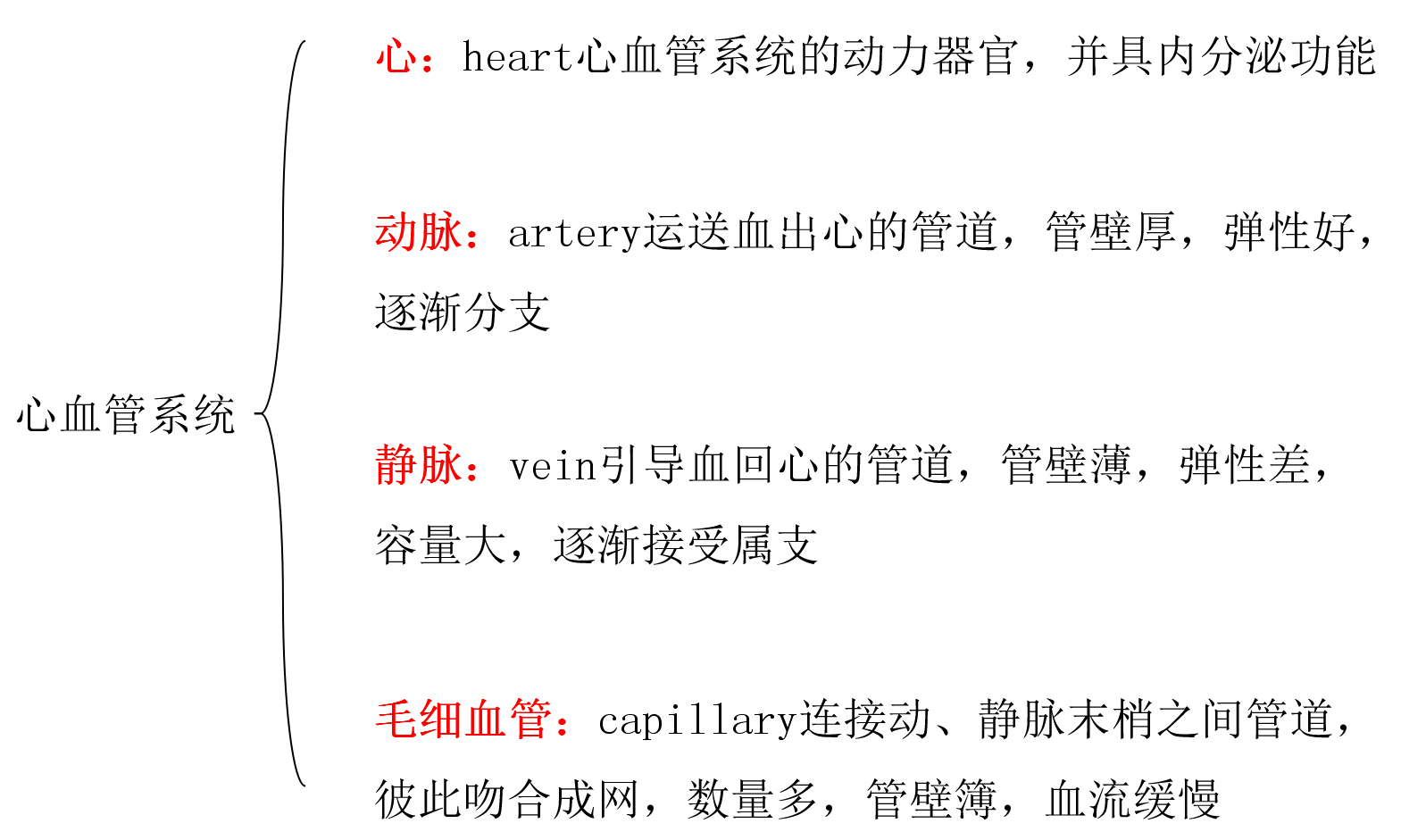 心血管系统.png