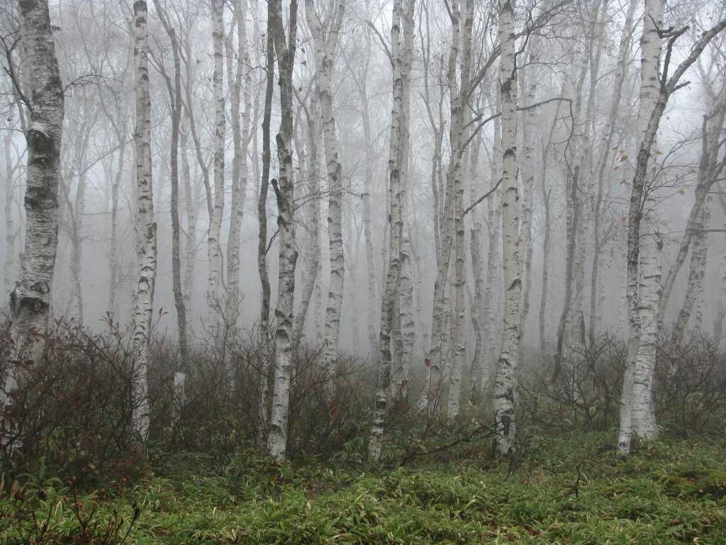 白桦10.jpg