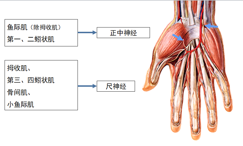8.32 手肌的神经支配.png