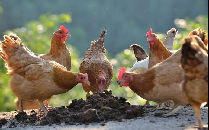 微信图片_20200419092546