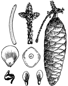 图17 青杆 Picea wilsonii