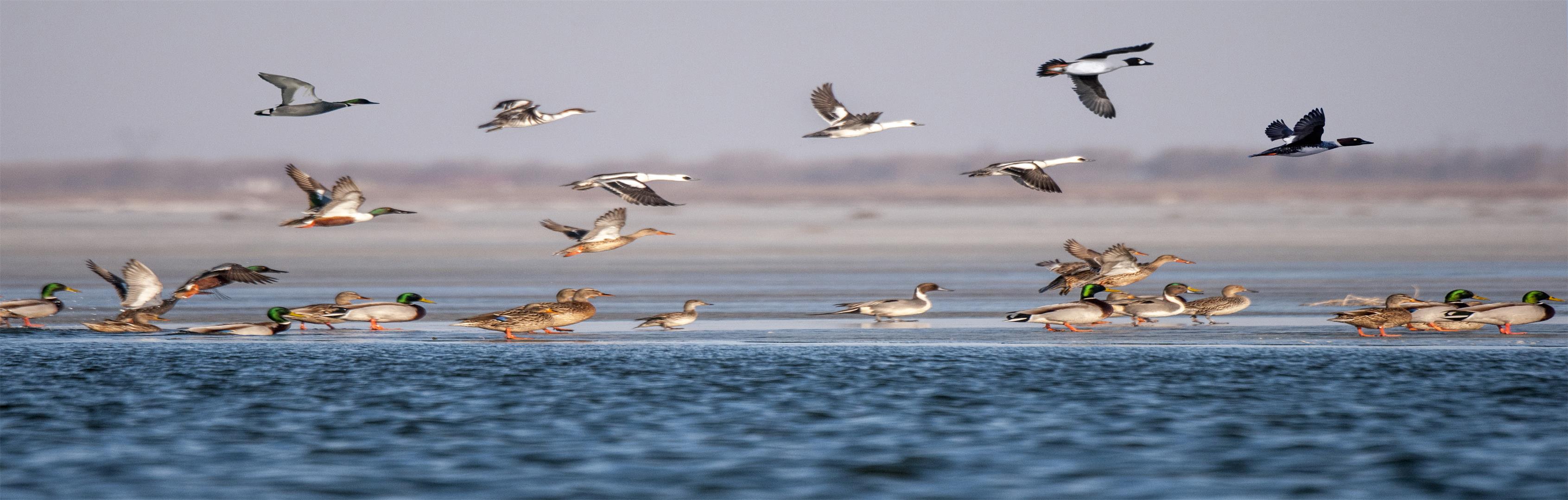 (康平卧龙湖飞翔的野鸭、大雁)1 (康平卧龙湖飞翔的野鸭、大雁)1.jpg