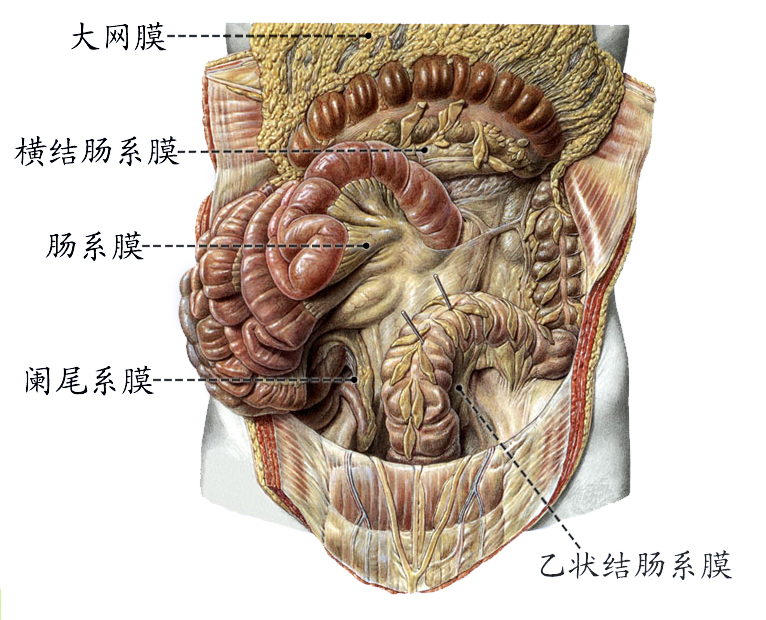 肠系膜.jpg