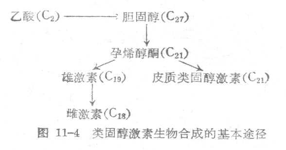 类固醇激素生物合成的基本途径.jpg