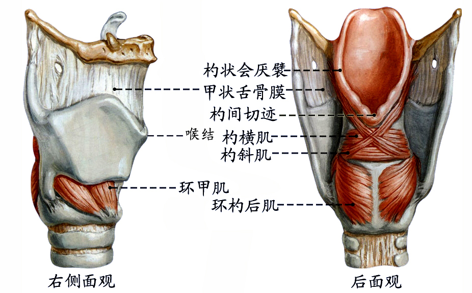 喉肌11.jpg