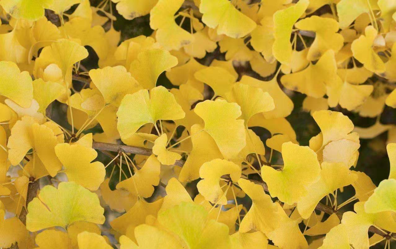 e3971571eba68af886e1b8dab3a3d82