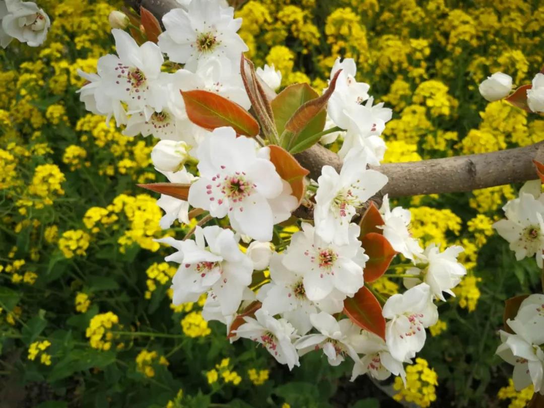 微信图片_20200327112852 微信图片_20200327112852.jpg