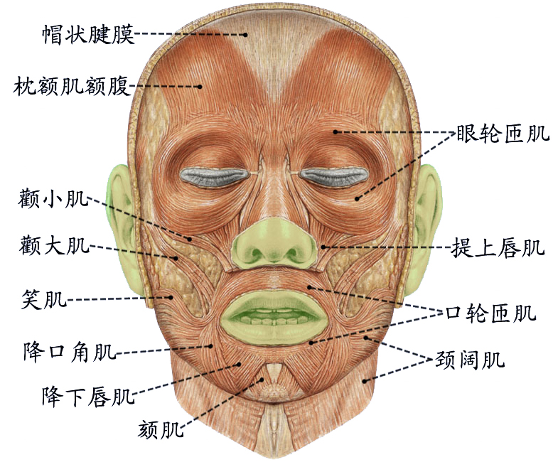 面肌.jpg