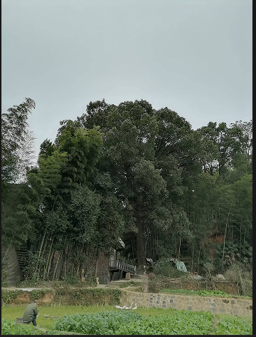 bad8b1472882b0fa6cb7b2435f56787