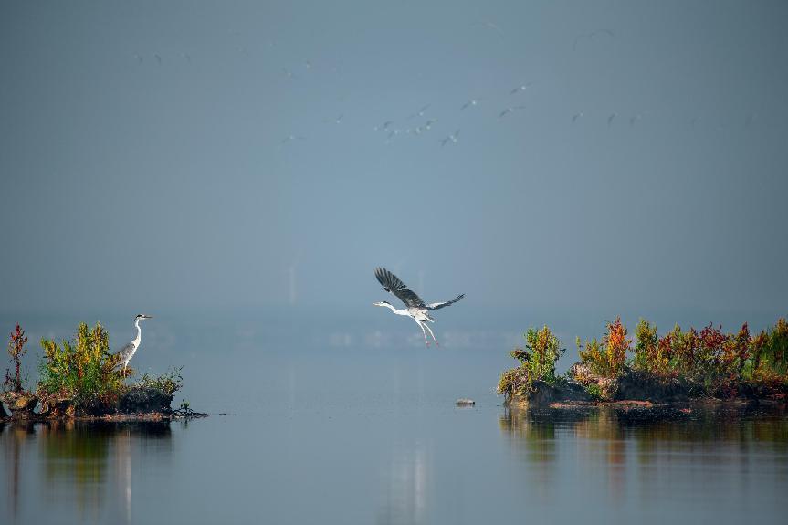 《湖光》王景茹