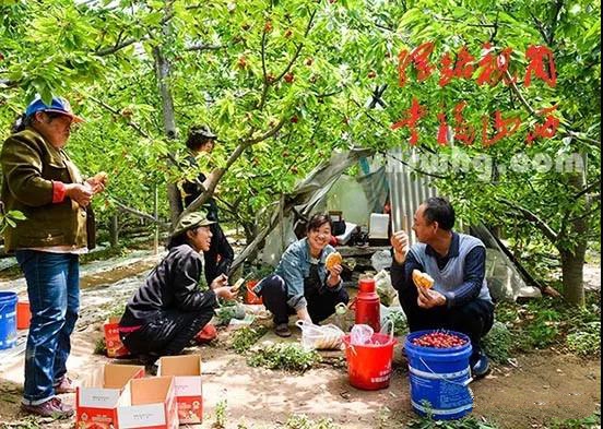 42《采樱桃品香甜》陈建国