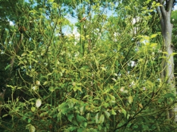 pagenumber_ebook=21,pagenumber_book=13