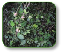 pagenumber_ebook=253,pagenumber_book=240