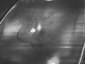 pagenumber_ebook=516,pagenumber_book=491