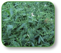 pagenumber_ebook=57,pagenumber_book=44