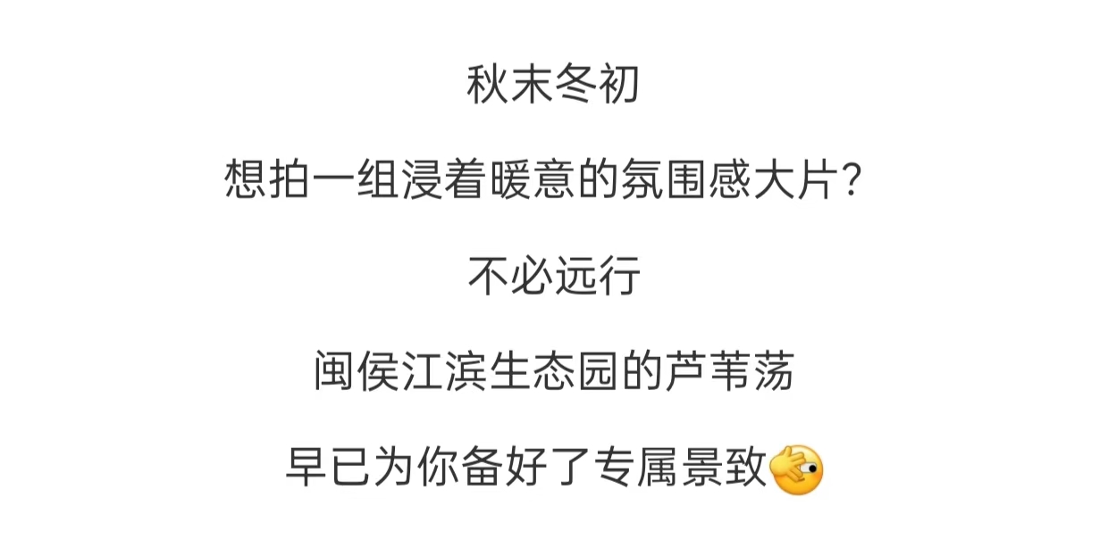 20251215【资讯】超出片！闽侯江滨这片芦苇荡美到心巴上2jpg