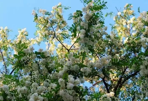 1681889233055 1681889233055.png