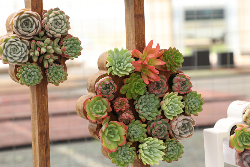 无土栽培多肉 无土栽培多肉.jpg