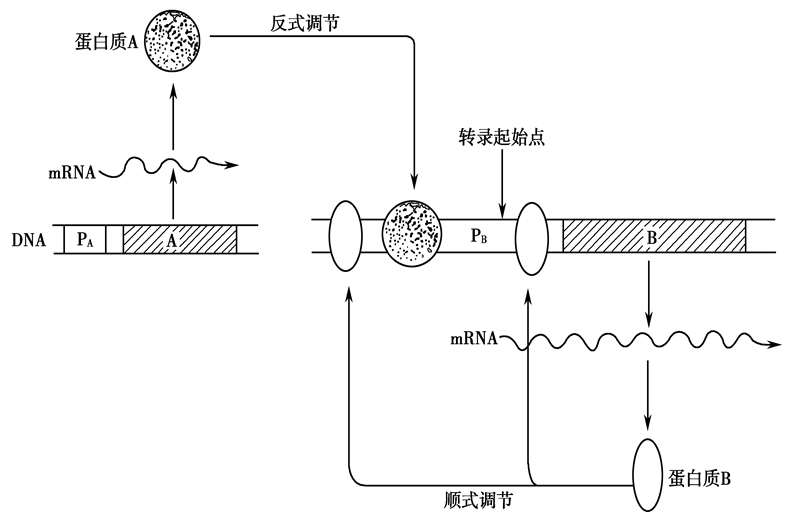 四,转录因子是转录调控的关键分子