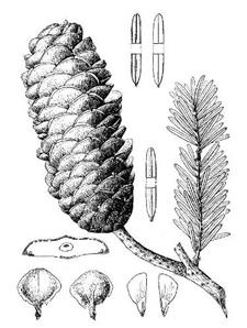 图6 江南油杉 Keteleeria fortunei var