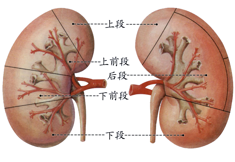 肾段.jpg
