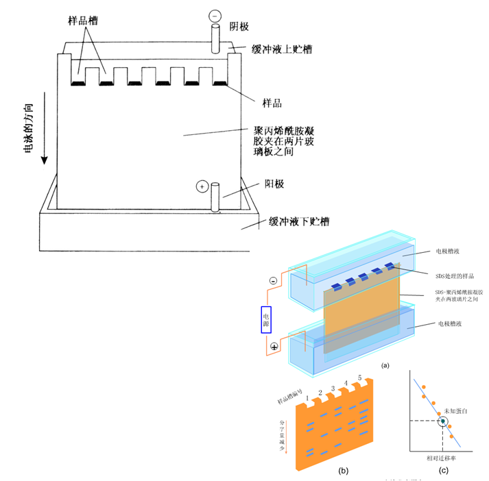 几种常用的电泳 纸电泳 醋酸纤维薄膜电泳 聚丙烯酰胺凝胶电泳(page)