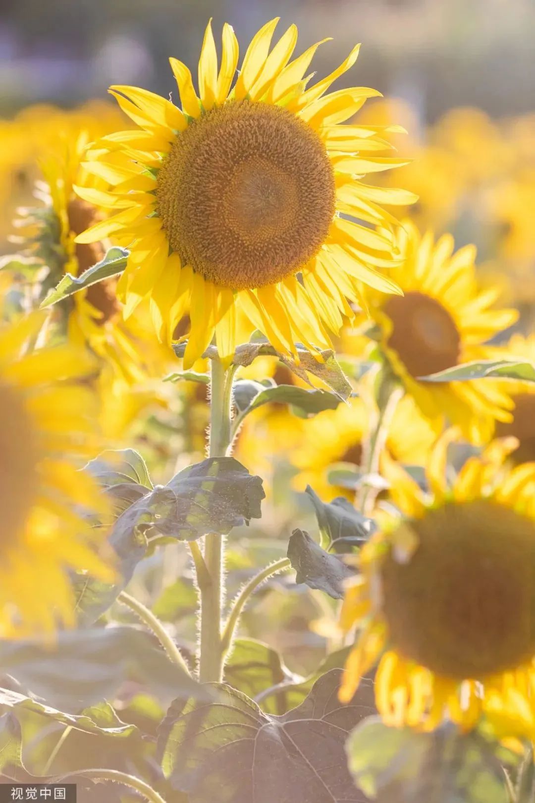 b5f73ca2b20fc3ae47ac5299fe0ad38d b5f73ca2b20fc3ae47ac5299fe0ad38d.jpg