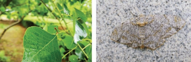 pagenumber_ebook=49,pagenumber_book=41