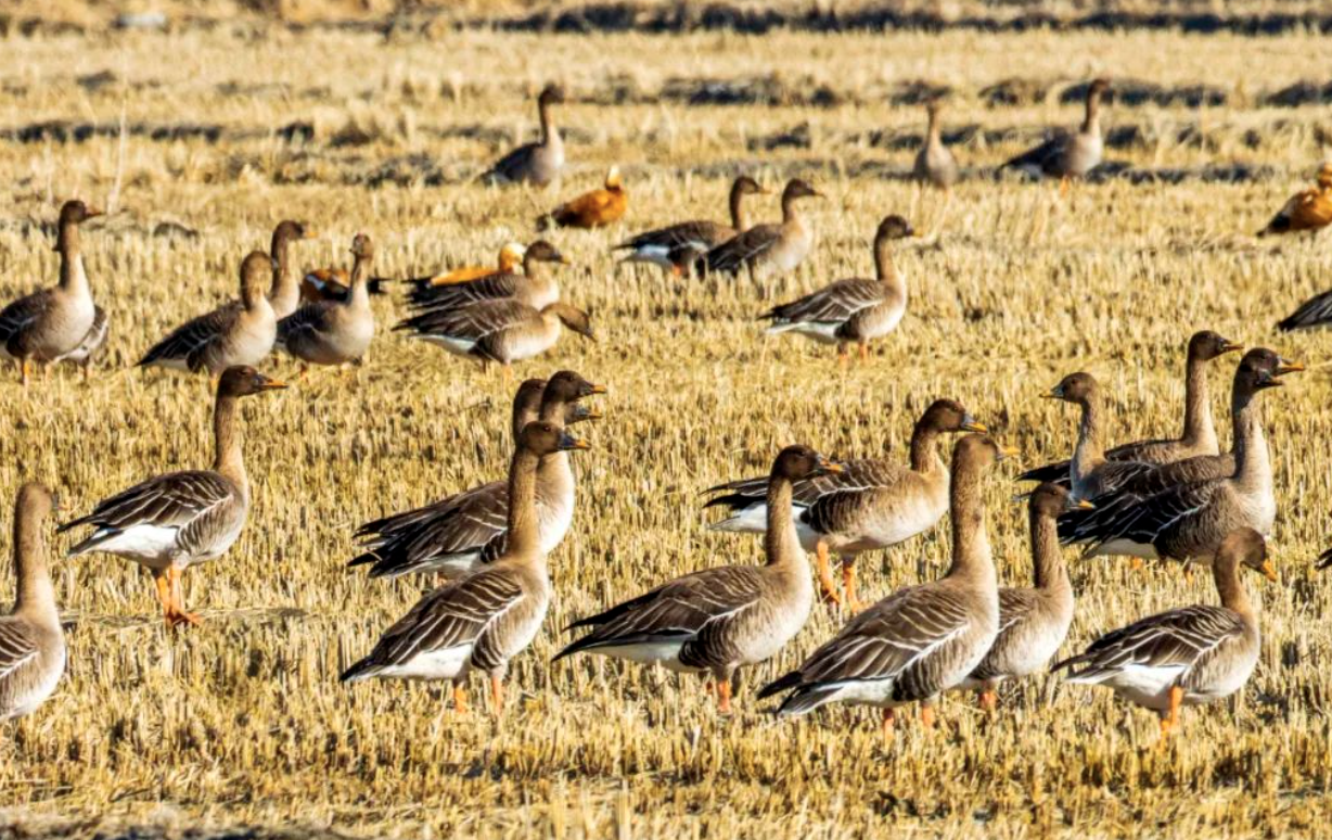 截屏2023-12-25 17.56.28