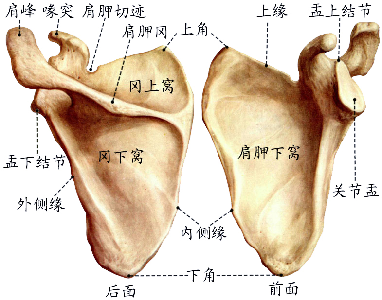 肩胛骨.jpg
