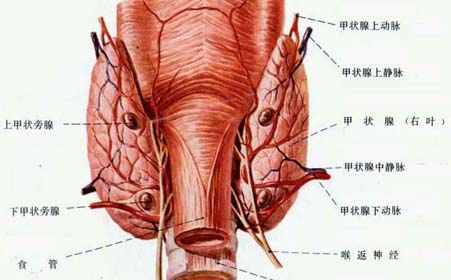 甲状旁腺.jpg