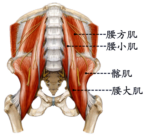腰大肌腰方肌.jpg