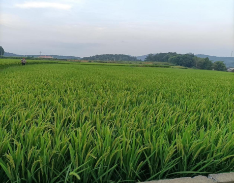 图片 17 图片 17.png