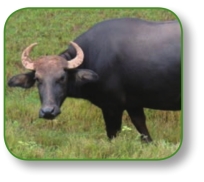 pagenumber_ebook=77,pagenumber_book=64