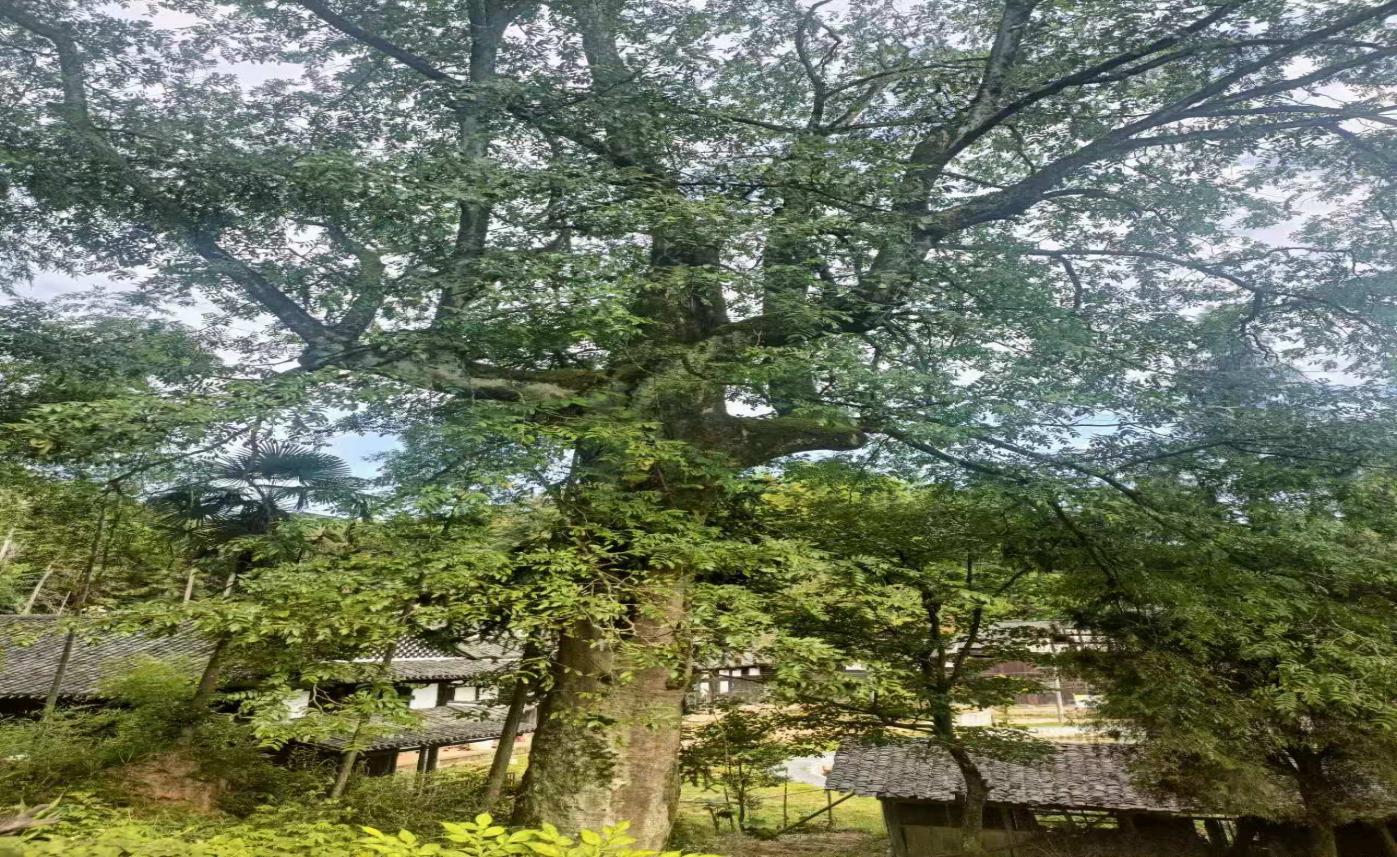 image009 image009.jpg