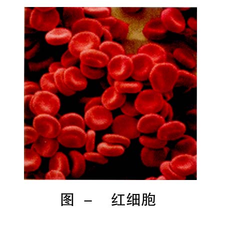 8-红细胞 .jpg