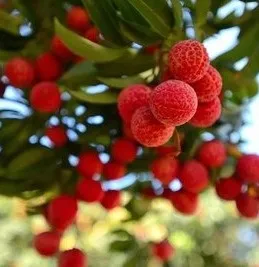 image image.png?v=1770180507670