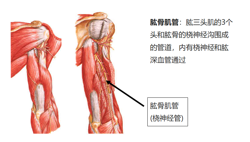 8.20 肱骨肌管.png